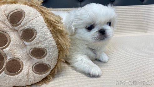 成約済の兵庫県のペキニーズ-327012の3枚目